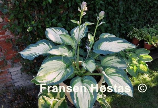 Hosta Eskimo Pie